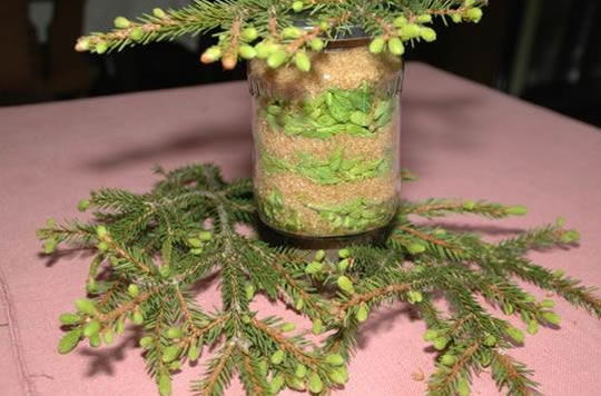 Selbstgemachter Fichtensirup