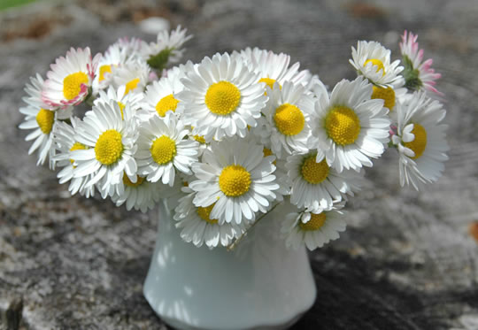 Gänseblümchen