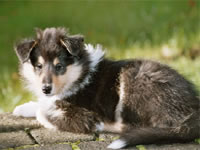 Wandern mit Hund