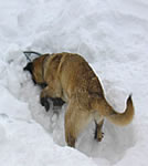 Lawinenausbildung f�r Hunde