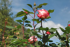 Blühende Rose