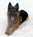 Lawinenausbildung f�r Hunde