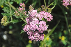 Rosablühende Schafgarbe