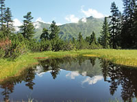 Wanderung durch den Wiegenwald