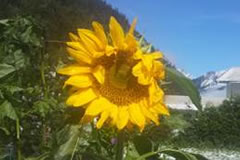 Sonnenblume