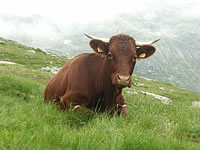Weidevieh auf der Alm - dem Himmel so nah!