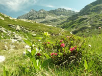 Nationalpark Hohe Tauern - Almrauschblühen