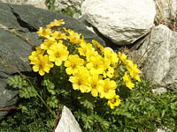Alpine Wellness - Natur und Wellness