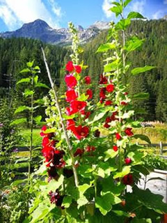 Blumen am Enzingerboden