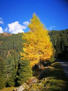 Herbstwald