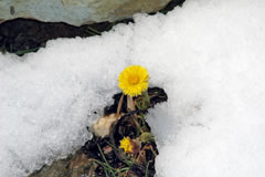 Die ersten Blumen kommen hervor