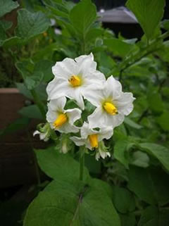 Kartoffelblüte