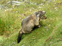 Murmeltier im Nationalpark Hohe Tauern