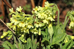Schlüsselblumen