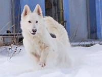 Urlaub mit Hund auch im Winter am Enzingerboden
