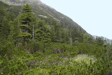 Wiegenwald im Stubachtal